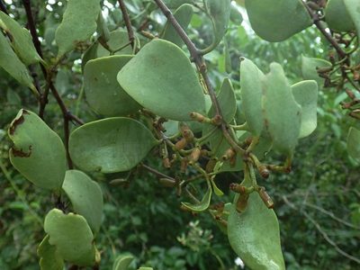 Amyema villiflora, photographed by coenobita