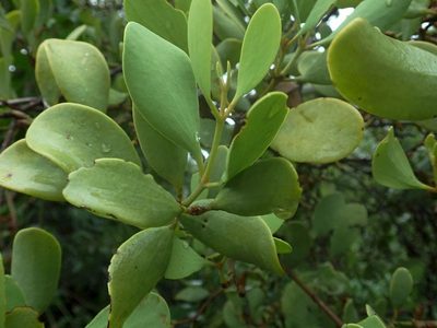 Amyema villiflora, photographed by coenobita