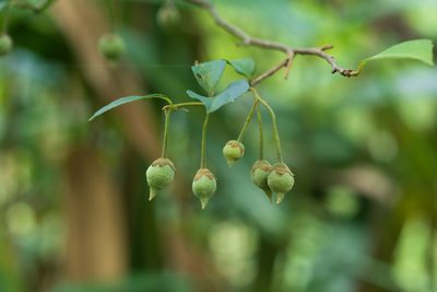 Styrax formosanus, photographed by 國立臺灣博物館