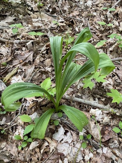 Melanthium hybridum, photographed by Bonnie Semmling