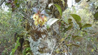 Epidendrum eximium, photographed by Neptalí Ramírez Marcial