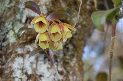 Epidendrum eximium, photographed by Neptalí Ramírez Marcial