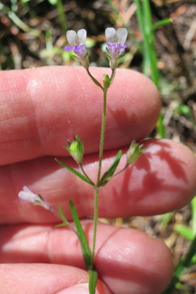 Collinsia rattanii, photographed by Ed Alverson