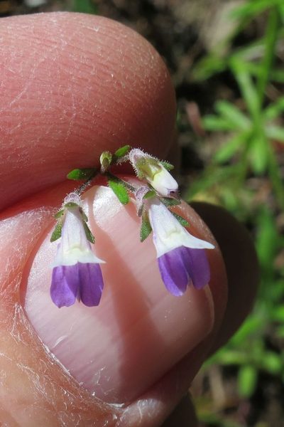 Collinsia rattanii, photographed by Ed Alverson