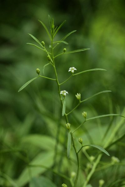 Thesium ebracteatum, photographed by Sigitas Juzėnas