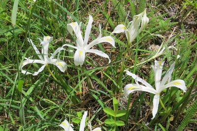 Iris chrysophylla, photographed by Ed Alverson