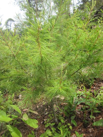 Pinus chiapensis, photographed by HERNÁNDEZ RAMOS MARÍA ELENA