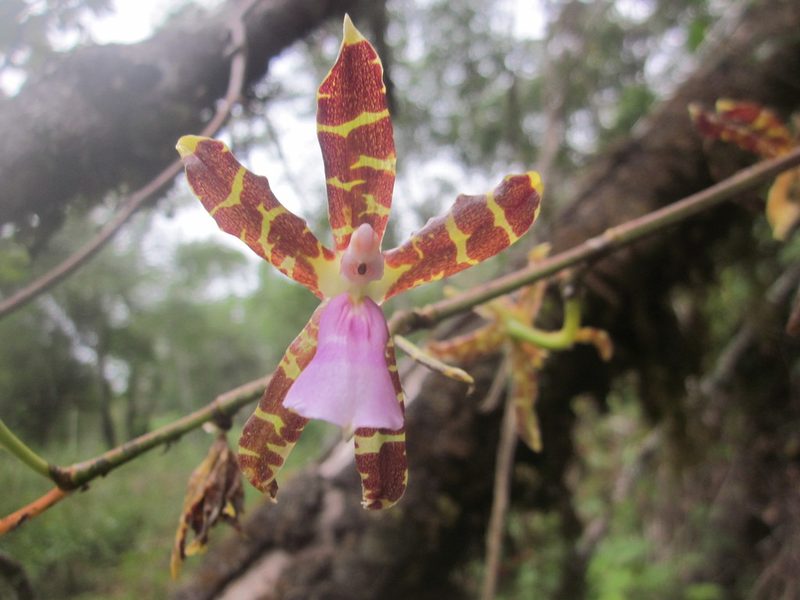Oncidium laeve, photographed by HERNÁNDEZ RAMOS MARÍA ELENA