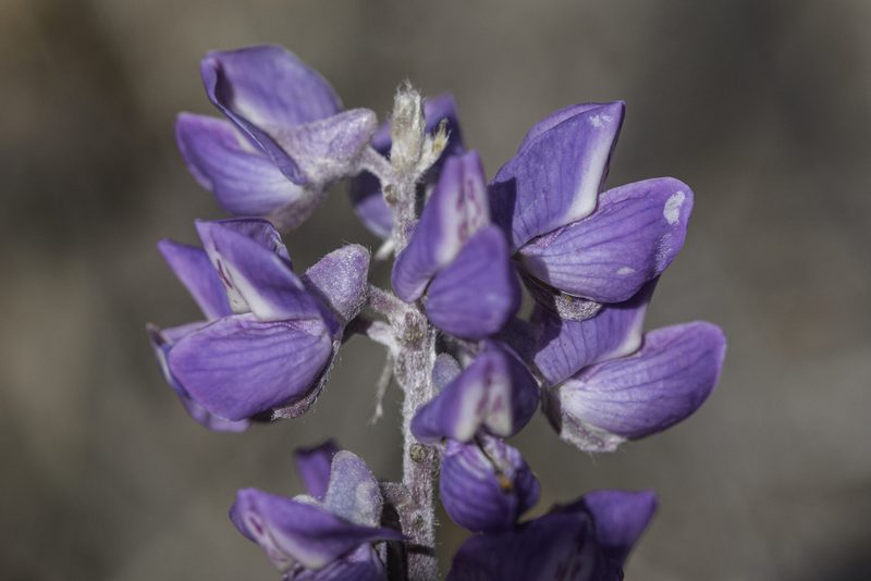 Lupinus caudatus, photographed by Craig Martin