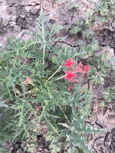 Jatropha cathartica, photographed by Mark Wilson