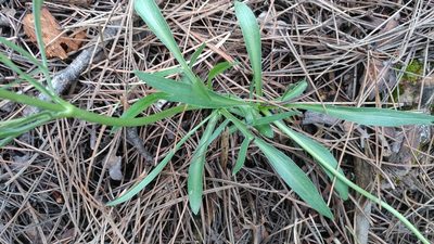 Valeriana edulis, photographed by Brian Dickerson