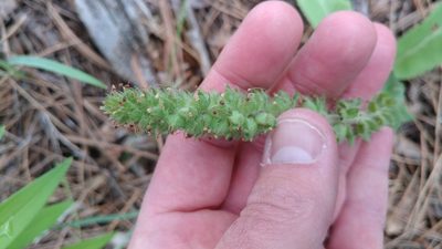 Veronica wyomingensis, photographed by Brian Dickerson