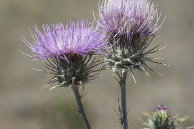 Cirsium neomexicanum, photographed by Craig Martin