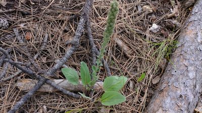 Veronica wyomingensis, photographed by Brian Dickerson
