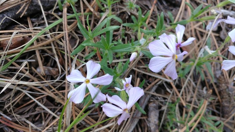 Phlox alyssifolia, photographed by Brian Dickerson