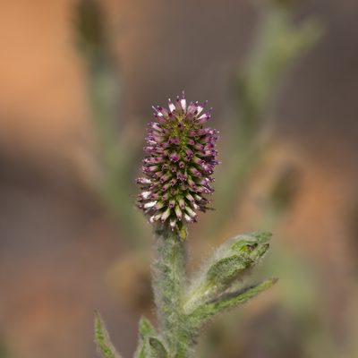 Pterocaulon serrulatum, photographed by Kym Nicolson