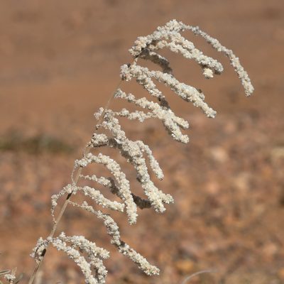 Aerva javanica, photographed by Kym Nicolson