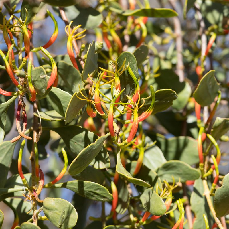 Lysiana spathulata, photographed by Kym Nicolson