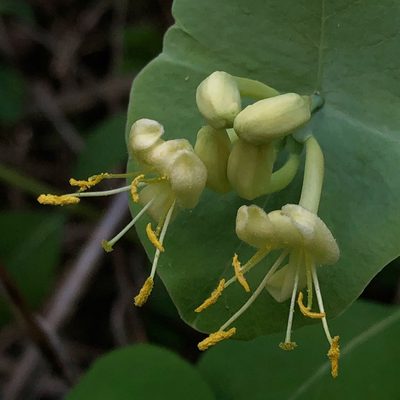 Lonicera reticulata, photographed by Christopher Zacharias