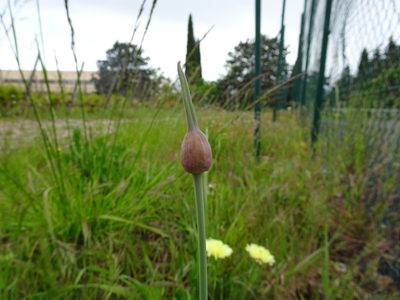 Allium polyanthum, photographed by Thomas Koffel