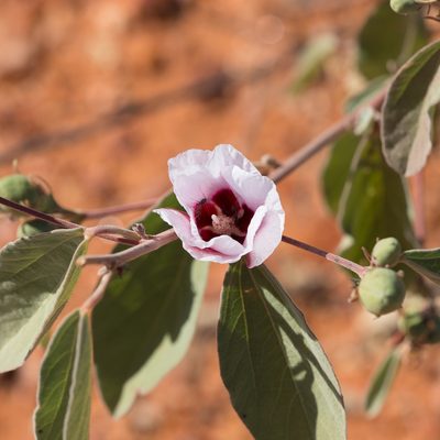 Gossypium australe, photographed by Kym Nicolson