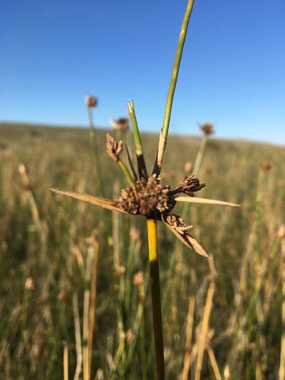 Cyperus gymnocaulos, photographed by Ayesha Burdett