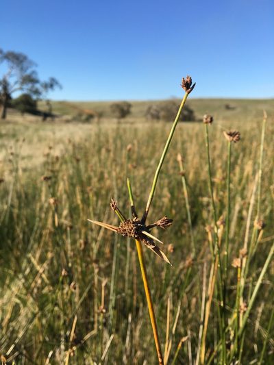 Cyperus gymnocaulos, photographed by Ayesha Burdett