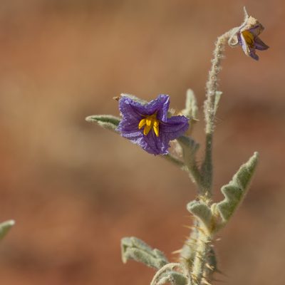 Solanum succosum, photographed by Kym Nicolson