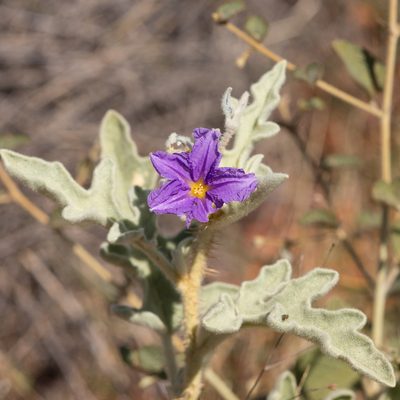 Solanum succosum, photographed by Kym Nicolson