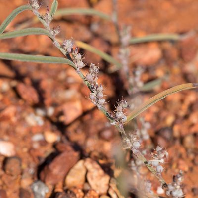 Indigofera linifolia, photographed by Kym Nicolson