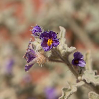 Solanum succosum, photographed by Kym Nicolson