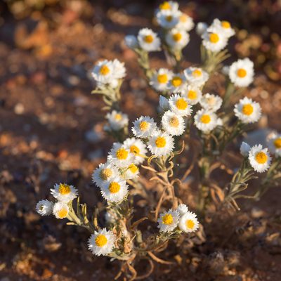 Rhodanthe floribunda, photographed by Kym Nicolson