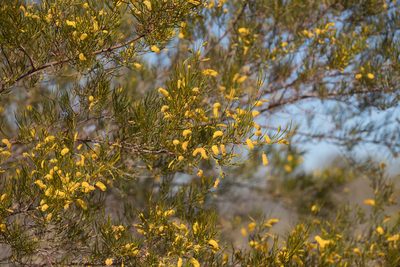 Acacia chisholmii, photographed by Kym Nicolson