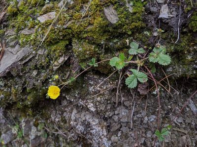 Potentilla matsumurae, photographed by Cheng-Te Hsu