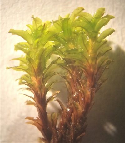 Syntrichia fragilis, photographed by Alfredo F. Fuentes Claros