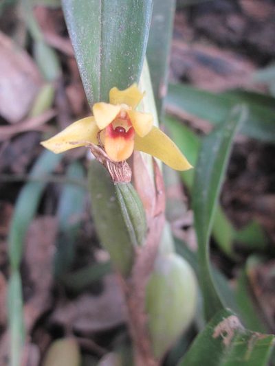Maxillaria variabilis, photographed by HERNÁNDEZ RAMOS MARÍA ELENA