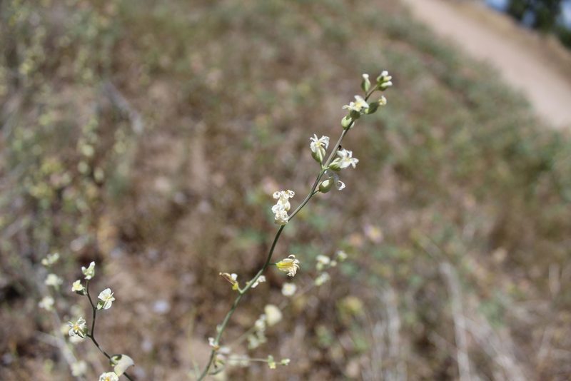 Streptanthus diversifolius, photographed by Brandon Wheeler