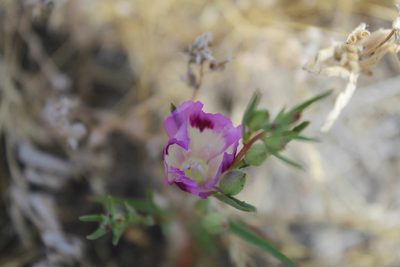 Clarkia williamsonii, photographed by Brandon Wheeler