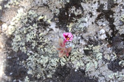 Diplacus graniticola, photographed by Brandon Wheeler