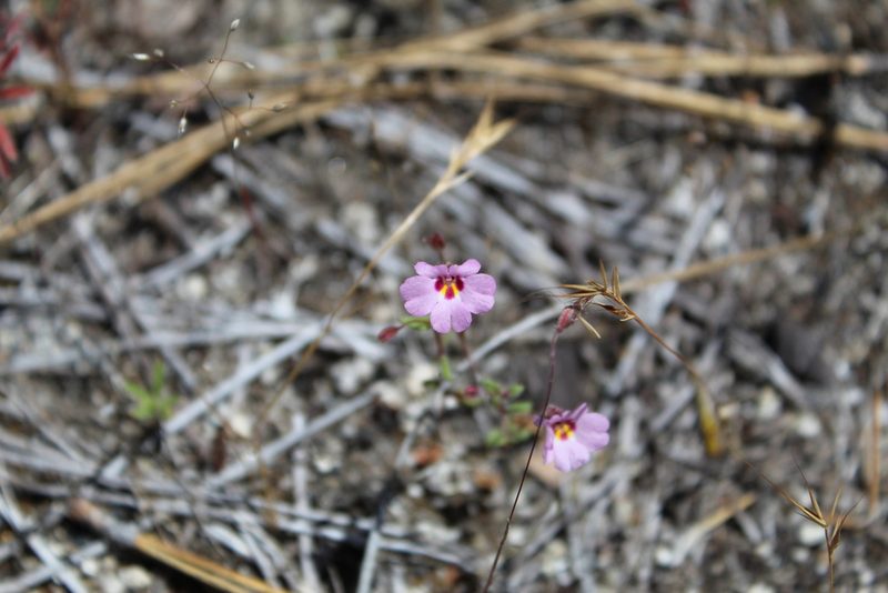 Erythranthe gracilipes, photographed by Brandon Wheeler