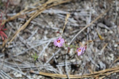 Erythranthe gracilipes, photographed by Brandon Wheeler
