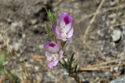 Clarkia williamsonii, photographed by Brandon Wheeler