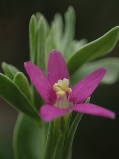 Schenkia japonica, photographed by 葉子