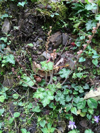Asimitellaria formosana, photographed by 葉子