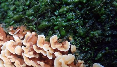 Radula marginata, photographed by Peter de Lange