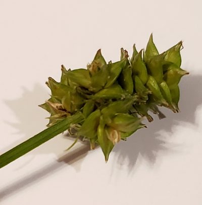 Carex leavenworthii, photographed by Jennifer Harris