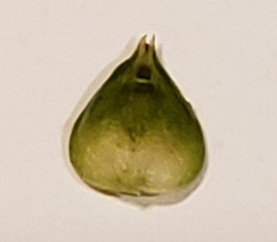 Carex leavenworthii, photographed by Jennifer Harris