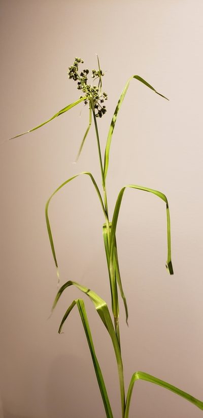 Scirpus georgianus, photographed by Jennifer Harris