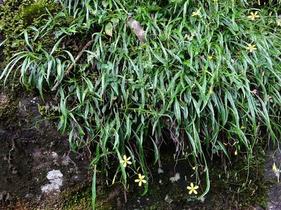 Ixeridium transnokoense, photographed by 葉子