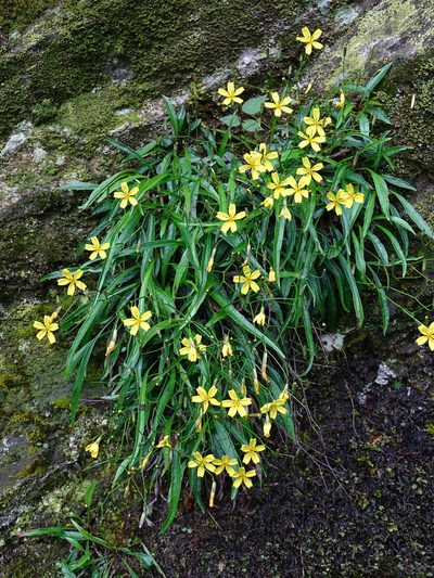 Ixeridium transnokoense, photographed by 葉子